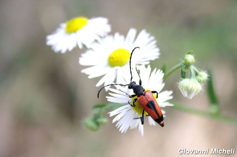 La vita in un fiore (Erigeron annuus)